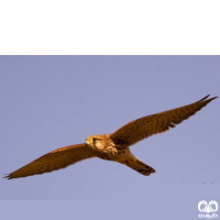 گونه دلیجه Common Kestrel